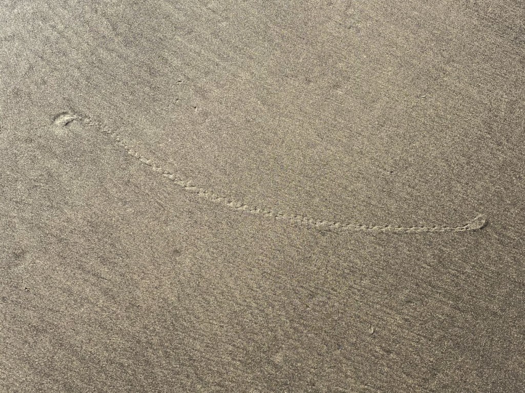 Tracks and shows from a single Pacific mole crab Emerita analoga on beach sand.