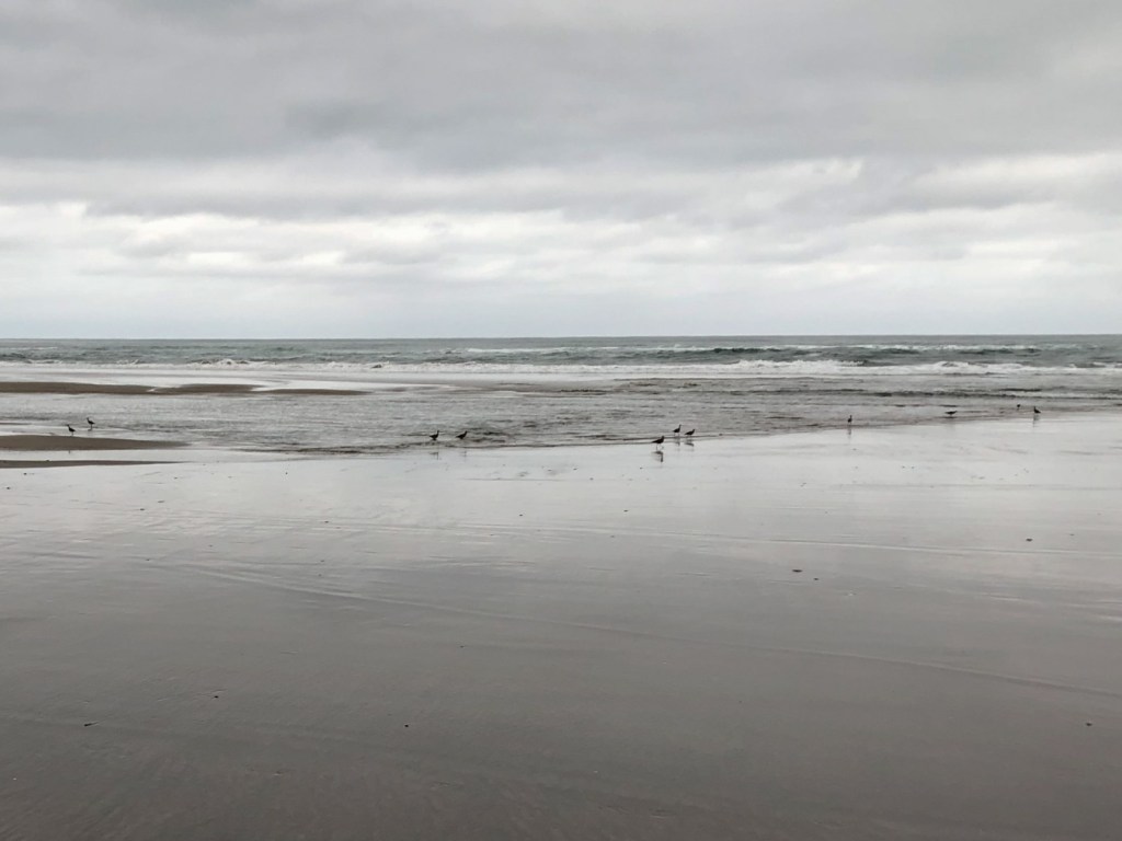 Eleven whimbrels in the swash hunting Pacific moles crabs Emerita analoga.