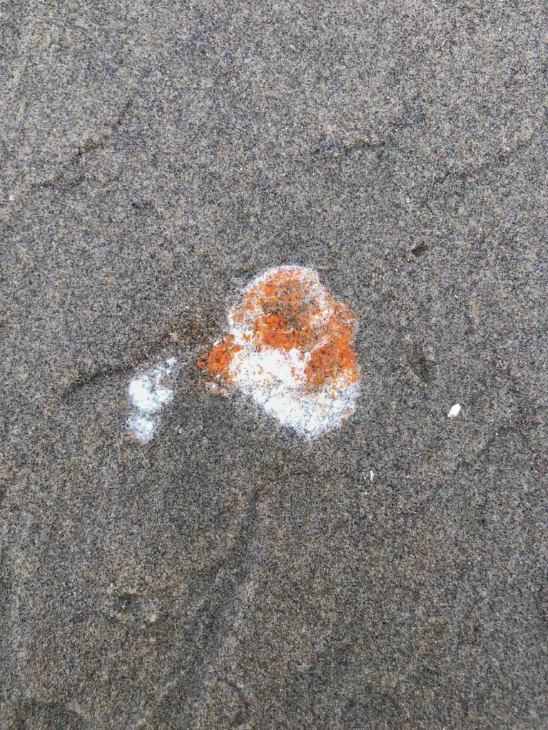 Pacific mole crab Emerita analoga eggs brighten up whimbrel poop on wet beach sand.