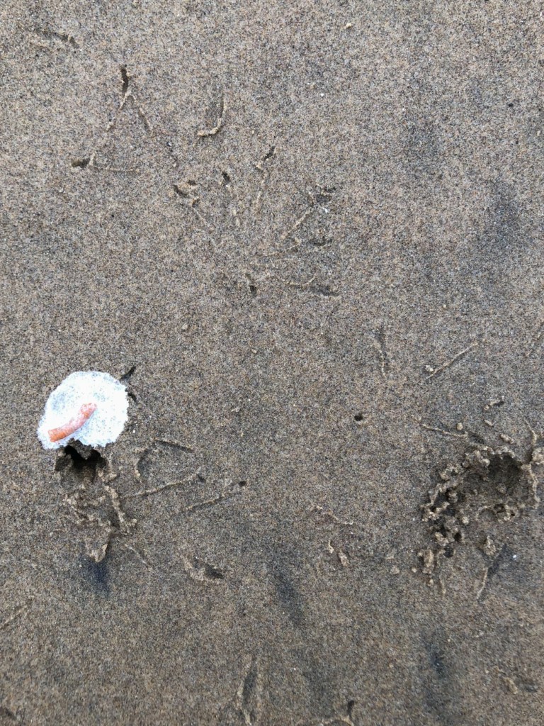 Whimbrel tracks and holes in the sand where the whimbrels excavated Pacific mole crabs Emerita analoga. Mole crab eggs are evident in adjacent whimbrel poop.
