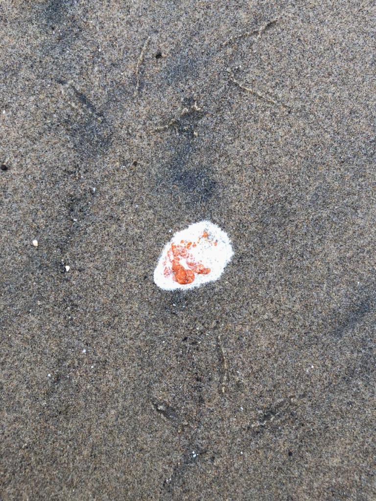 Pacific mole crab Emerita analoga eggs brighten up whimbrel poop on wet beach sand. Whimbrel tracks are also present.