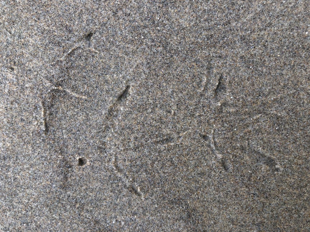A closeup on whimbrel tracks in wet beach sand.