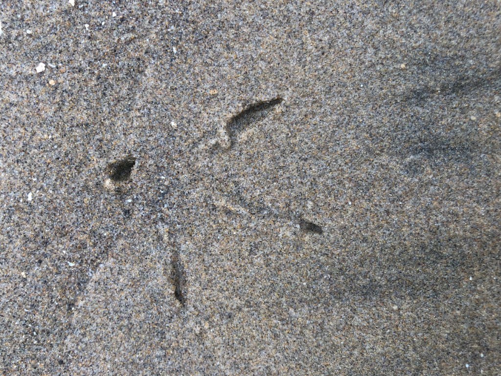 A closeup of a whimbrel footprint on wet beach sand.