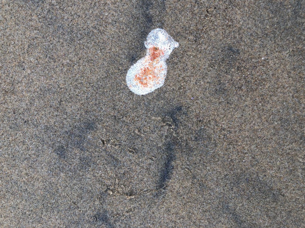 Pacific mole crab Emerita analoga eggs brighten up whimbrel poop on wet beach sand. Whimbrel tracks are also present.