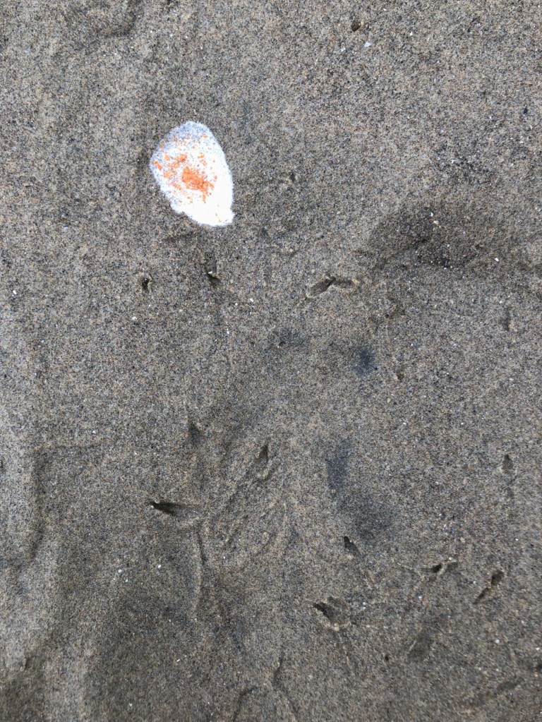 Pacific mole crab Emerita analoga eggs brighten up whimbrel poop on wet beach sand. Whimbrel tracks are also present.
