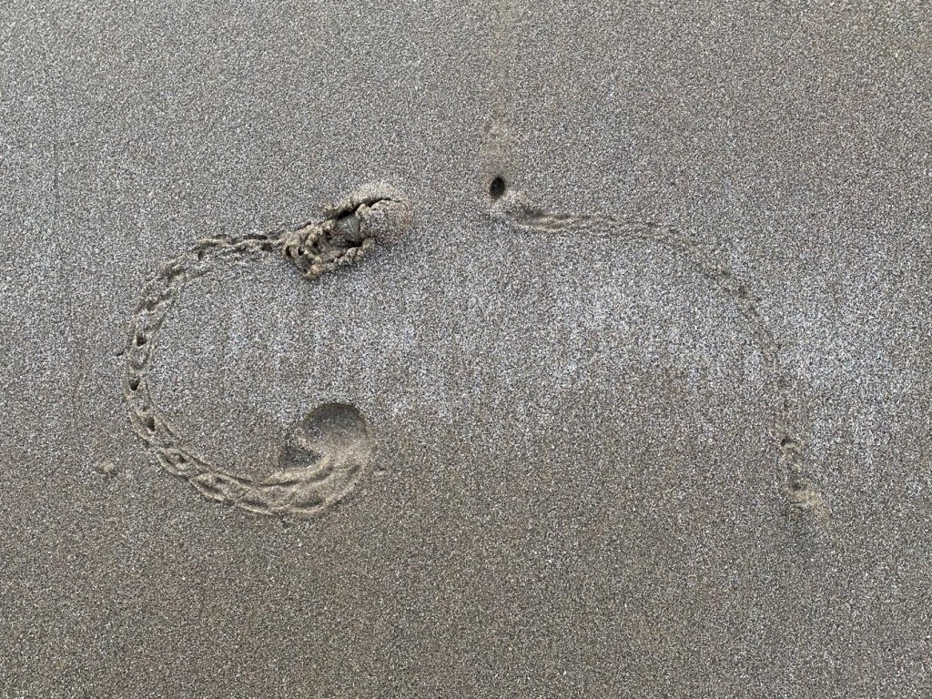 Tracks and shows from two Pacific mole crabs Emerita analoga on beach sand.