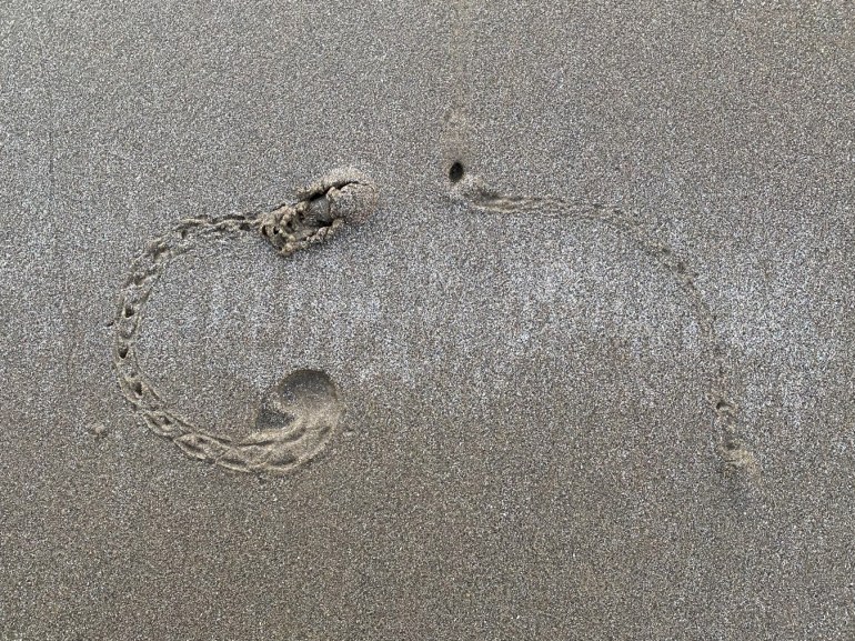 Tracks and shows from two Pacific mole crabs Emerita analoga on beach sand.