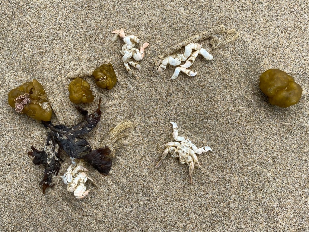 Wrack line collection including sea cauliflower, hydroids, barnacle molts, mole crab molts, capsules, an inscrutable red blade, and a casing from a sand-dwelling tube worm.