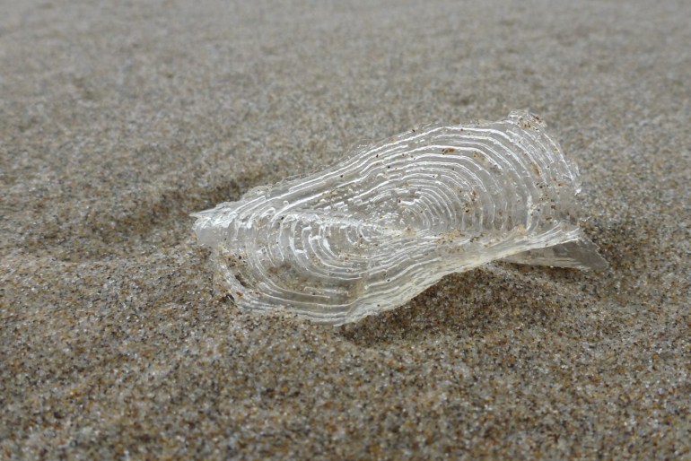 Closeup of a bleached skeleton of a single Velella velella resting on the sand.