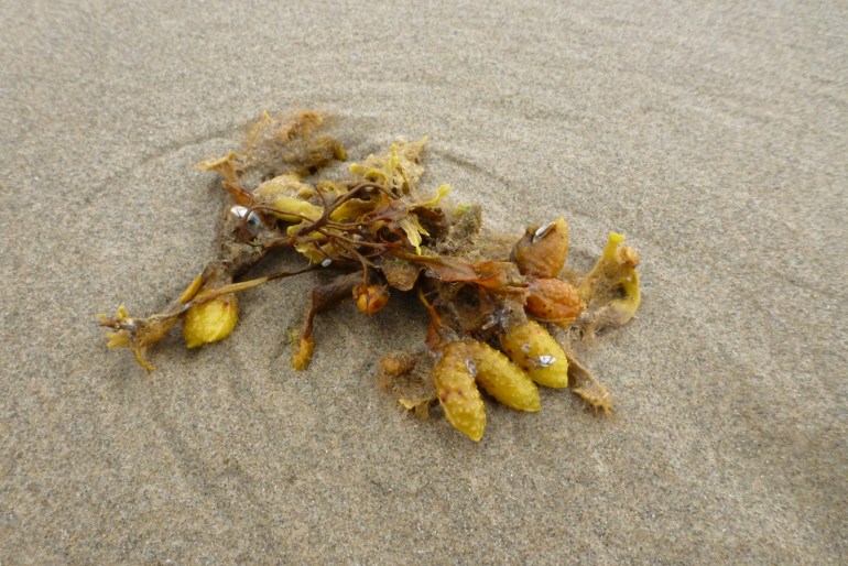 A drifted tuft of Fucus rockweed rested on the sand. (A few small pelagic barnacles are attached.)