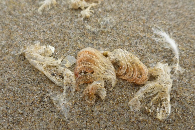 Drifted barnacle molts resting on the sand.