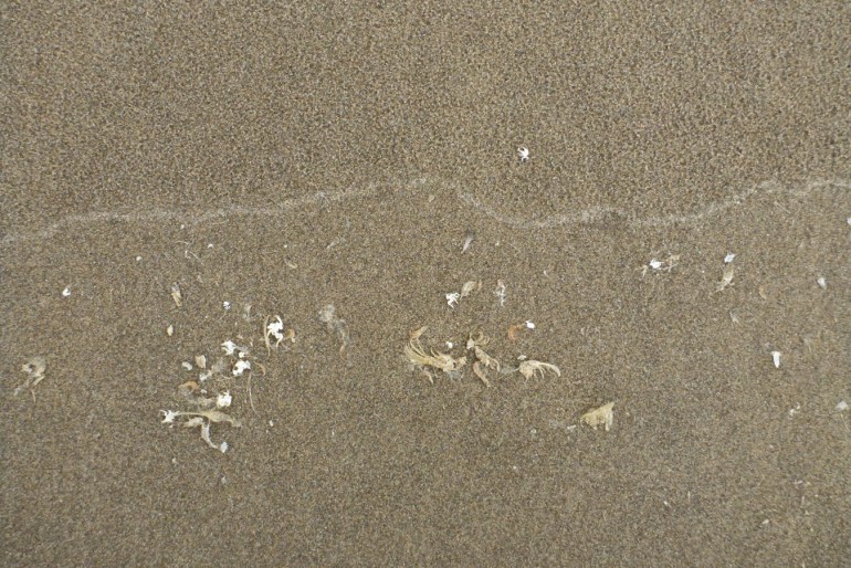 Drifted barnacle and Pacific mole crab molts.