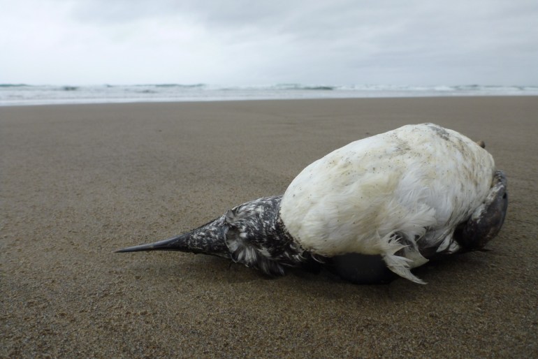 A fresh common murre carcass rests on the sand. Surf zone in the background. Cloudy sky.
