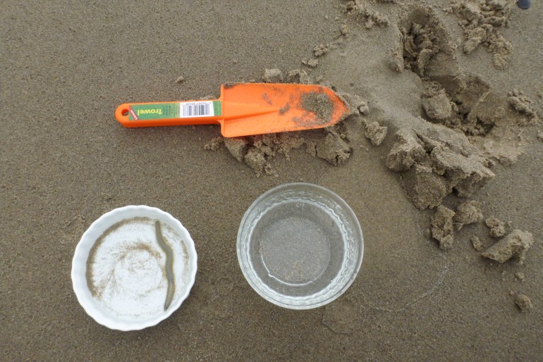 Two finger bowls, white and clear, with a good-sized Nephtys in the white one. Als0 shown is an orange plastic spade and a dug-up burrow.
