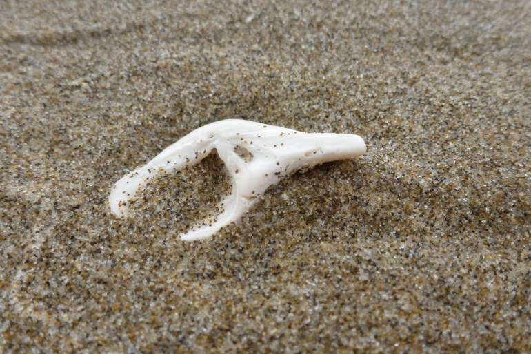 A drifted gaper clam Tresus capax Chondrophore rests on the sand.