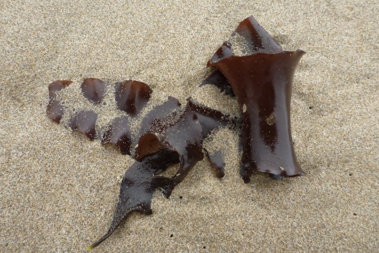 An unidentified drifted red blade rests on the sand.