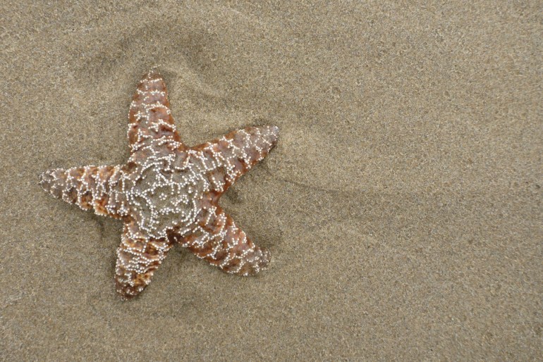 A detached and drifted starfish Pisaster ochraceus rests on the sand.