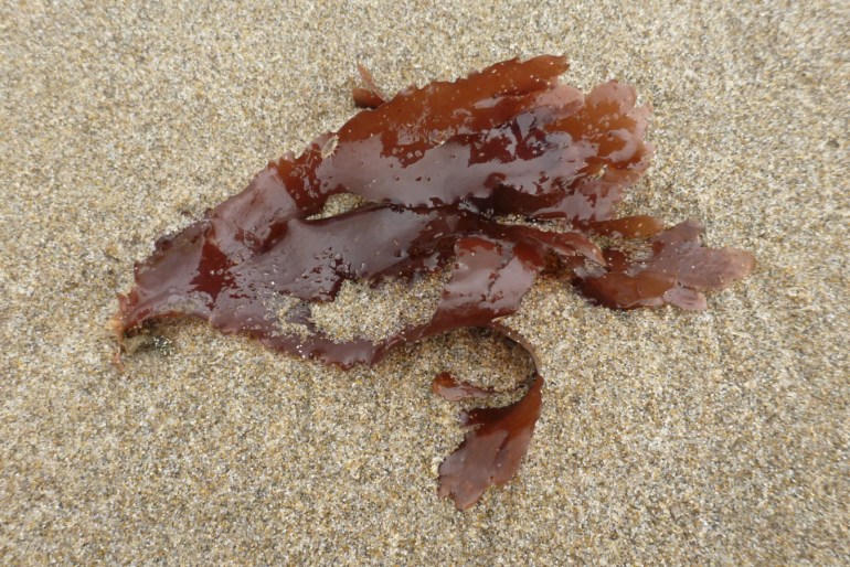An unidentified drifted blade rests on the sand.