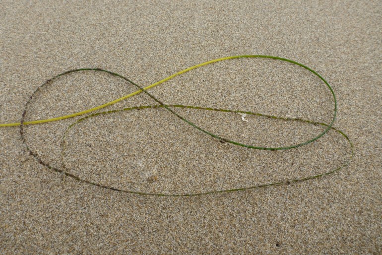 A loosely coiled blade of drifted Phyllospadix surfgrass rests on the sand.