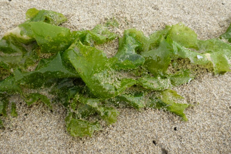 A drifted green blade rests on the sand.
