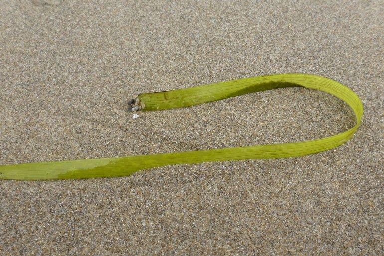 A drifted blade of Zostera eelgrass rests on the sand. Some small beach hoppers congregate at the decaying base of the blade.