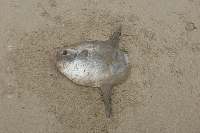 A Mola mola carcass rests on the sand surrounded by the tracks of avian scavengers.