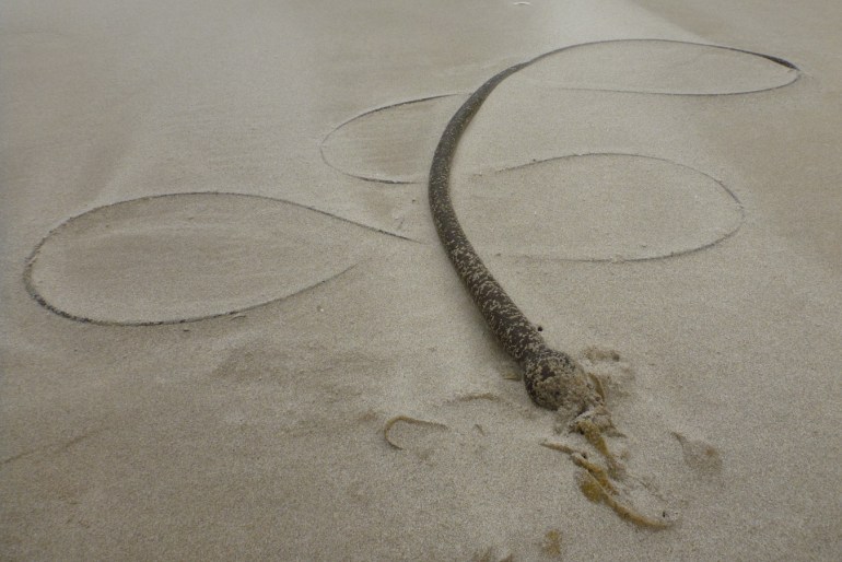 Gentle curves of a drift Bull kelp Nereocystis luetkeana stipe resting on the sand.