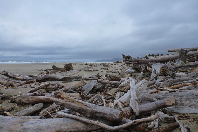 Big driftwood resting up on the backshore. Beach and the surf zone in the mid ground and a distant headland. Cloudy sky.