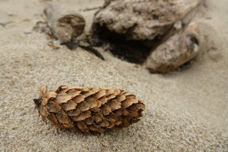 A drifted Picea sitchensis Sitka spruce cone rests on the sand in front of a piece of driftwood.