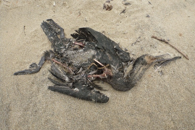 A drifted cormorant carcass rests on the sand.