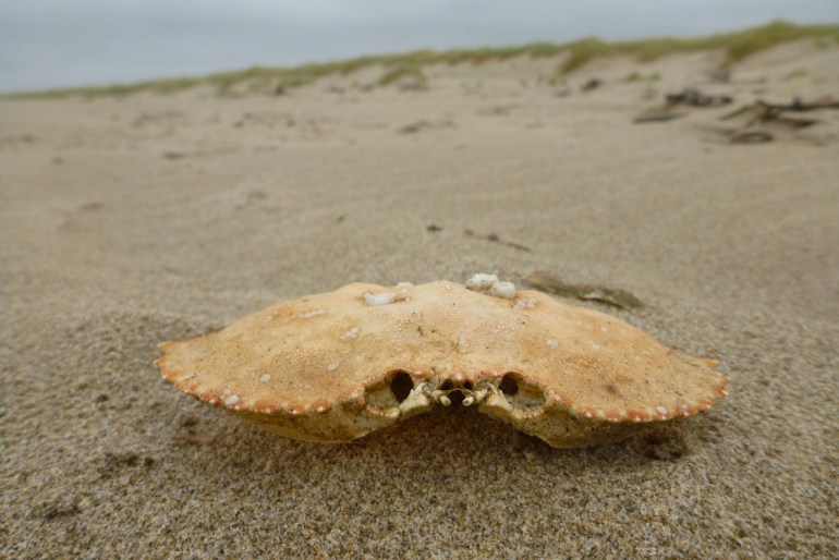 A drifted Metacarcinus magister Dungeness crab carapace rests on backshore sand. Foreune topped with beachgrass in the background.