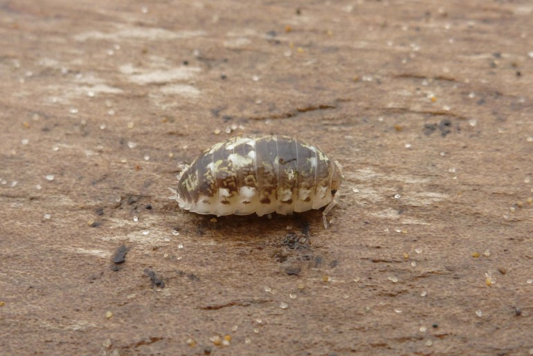 A staged image of Alloniscus perconvexus on a piece of wrack line driftwood on the backshore.
