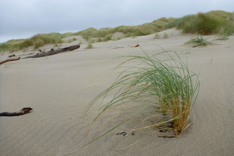 A tuft of beachgrass Ammophila creeping down the seaward side of the foredune.