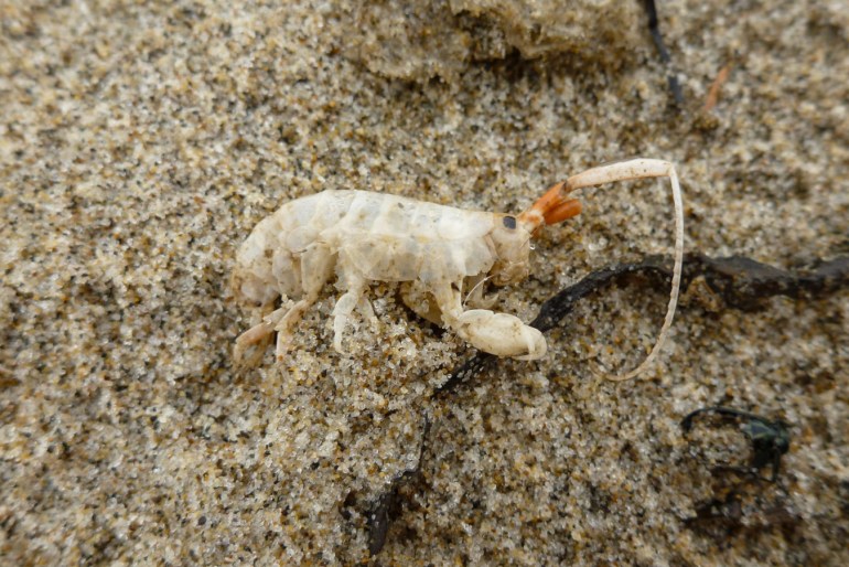A drifted Megalorchestia californiana exoskeleton rests on the sand.