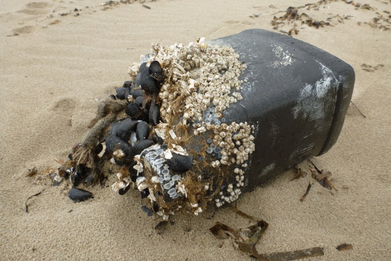 A lost and drifted plastic jerrycan float encrusted with barnacles and mussels rests on the beach.