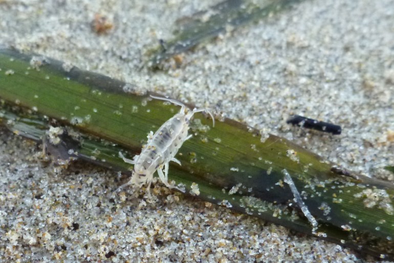 A lone pale beach hopper Megalorchestia columbiana traversing a blade of drifted eelgrass resting on the sand.