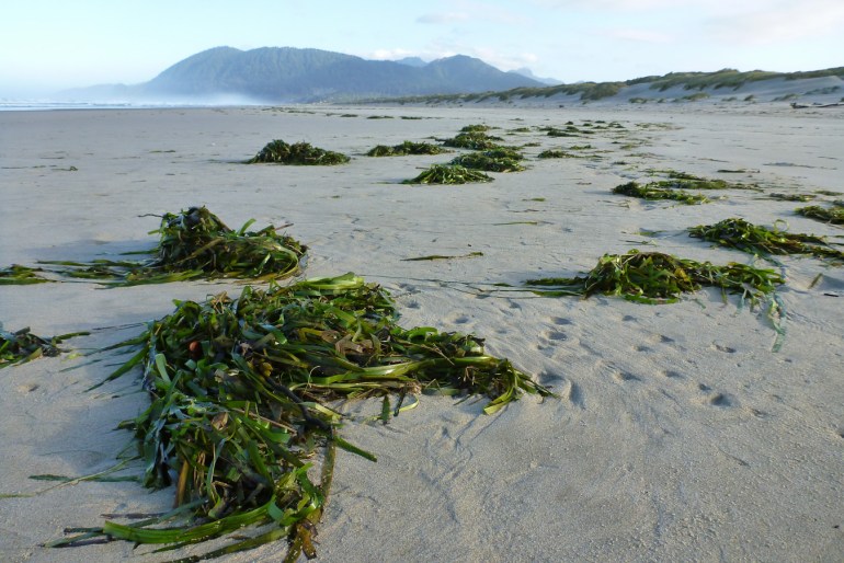 The wrack line is dominated by Zostera. Surf zone and a headland in the distance.