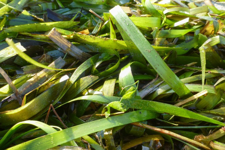Closeup on a mass of drifted eelgrass Zostera.