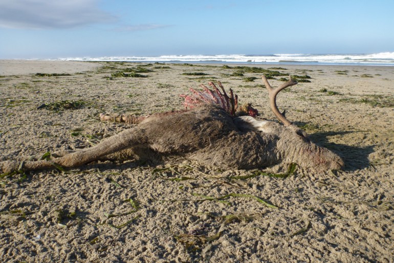 A drifted elk carcass rests on the sand, surrounded by the tracks of scavengers. Also in the wrack line, lots of drifted eelgrass Zostera. Surf zone in the distance. Mostly clear sky.