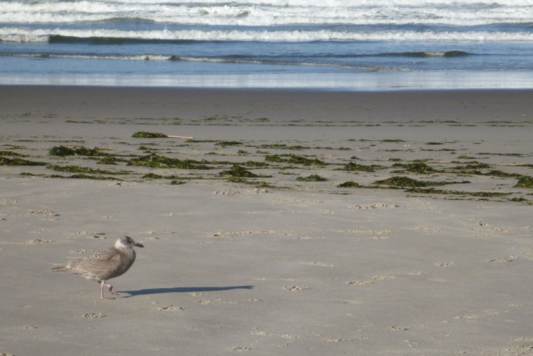 Juvenile gull lurking on the beach near a beached elk carcass, Wrack line and surf zone in the background.