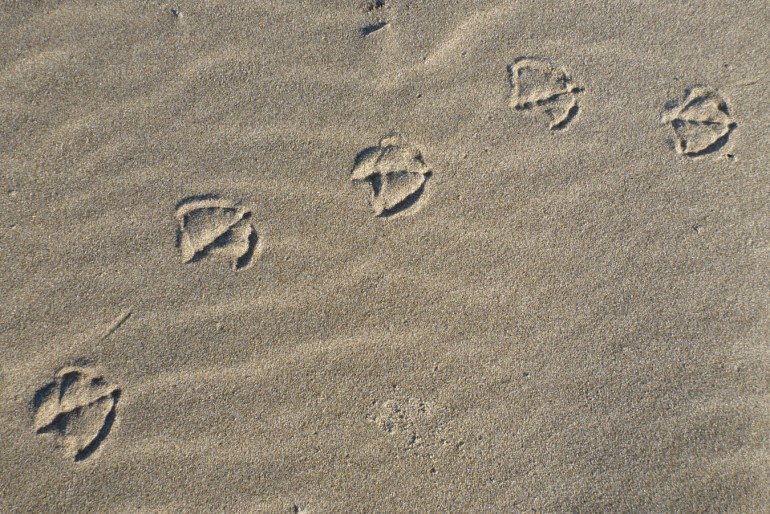Closeup of gull tracks in the sand.