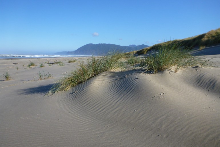 Beach grass at the base of the foredune. Beach, surf zone, and a headland in the distance. Clear sky.