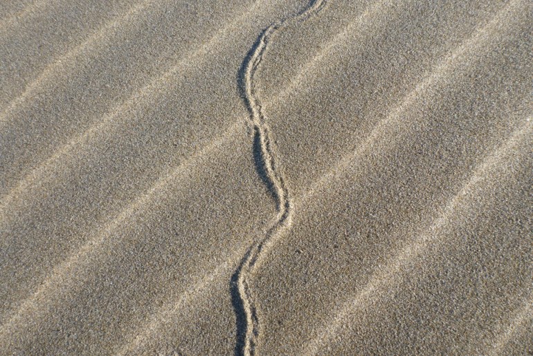 An Alloniscus perconvexus track across rippled back shore sand.