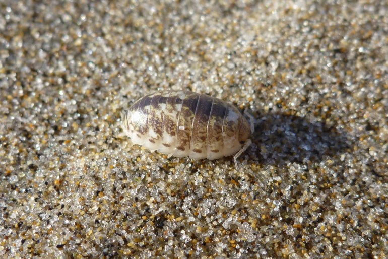 A closeup of Alloniscus perconvexus on the sand's surface.