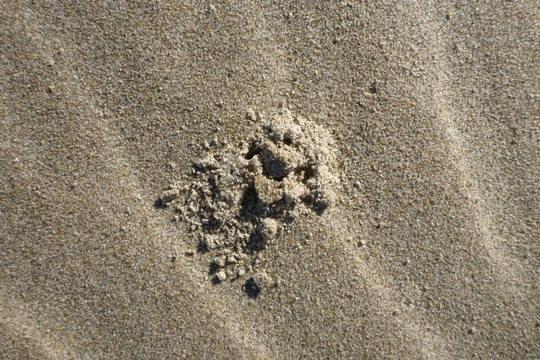 A closeup of the show for an Alloniscus perconvexus burrow at the sand's surface.