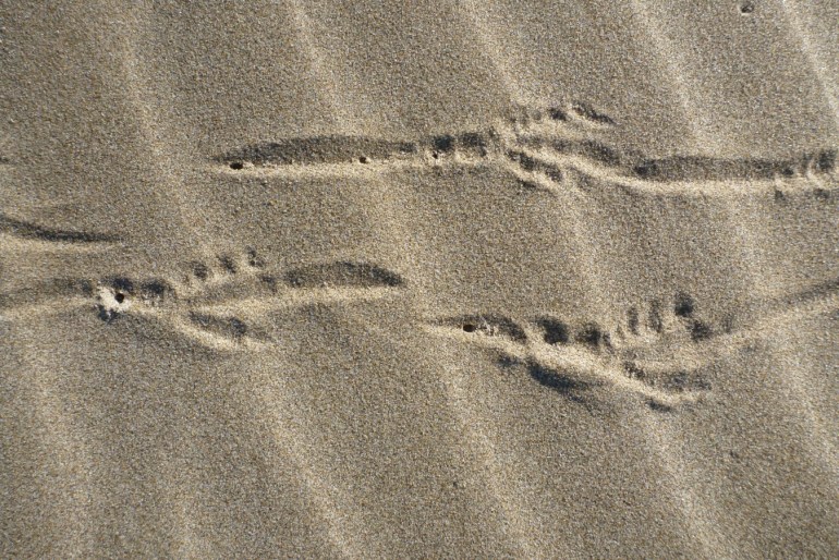 Raven tracks on rippled beach sand.