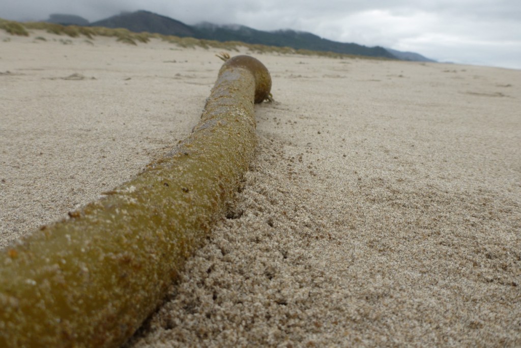 Beach hopper workings along the edge of a drift bull kelp Nereocystis luetkeana stipe.