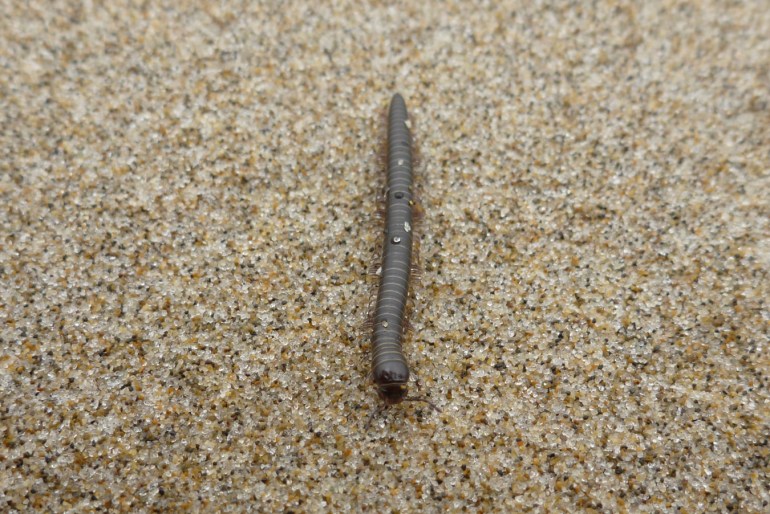 An unidentified millipede crawling over the sand's surface.