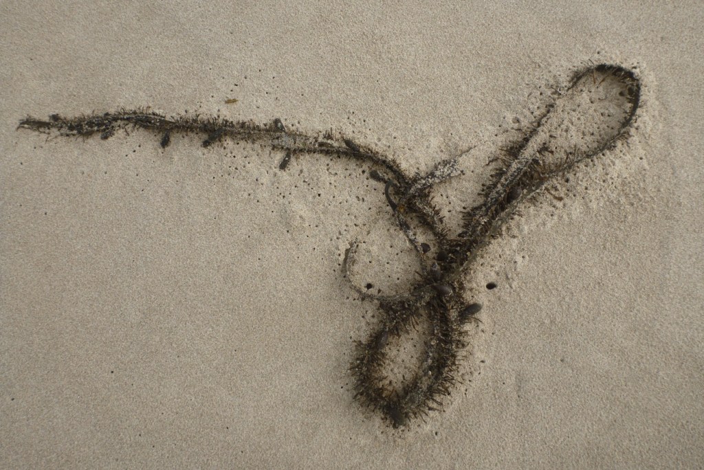Beach hopper workings in the sand all along a drifted feather boa Egregia menziesii blade.