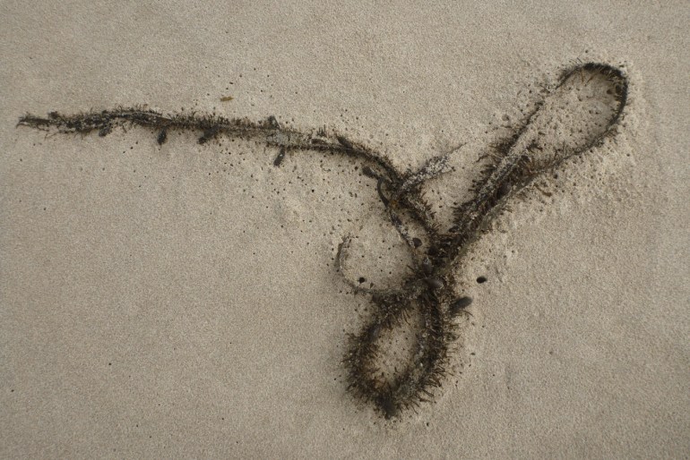 Beach hopper workings in the sand all along a drifted feather boa Egregia menziesii blade.